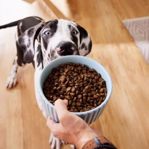 Dog Food